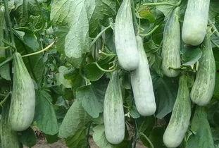 临沂网红吃瓜事件真相,真相背后的网络风波